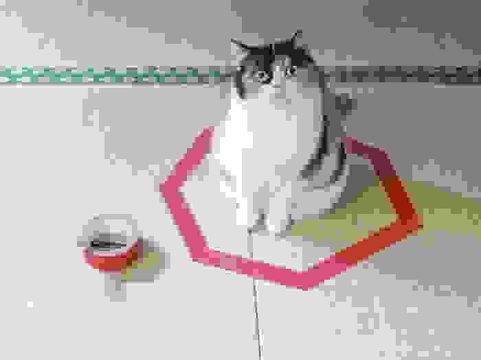 how-to-trap-a-cat-circle-2.jpg