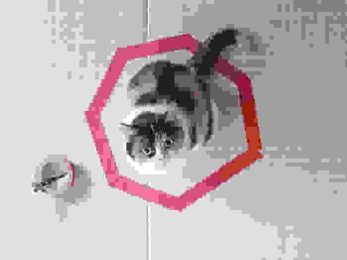 how-to-trap-a-cat-circle-3.jpg