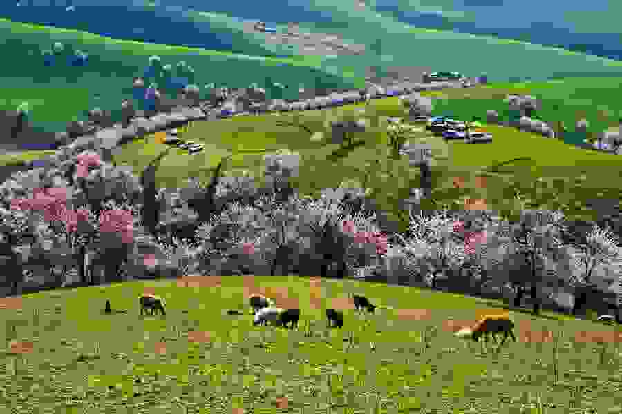 i-koilada-me-tis-verikokies-stin-kina2.jpg