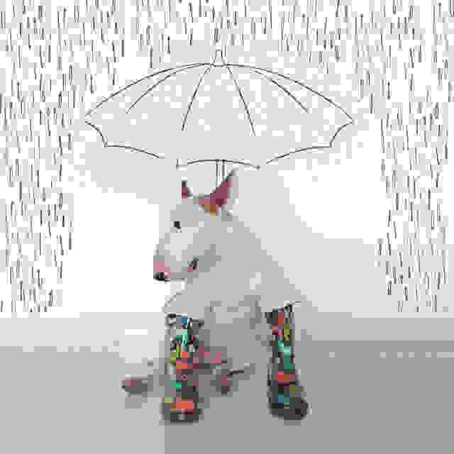 jimmy-choo-bull-terrier-illustrations-rafael-mantesso-10.jpg