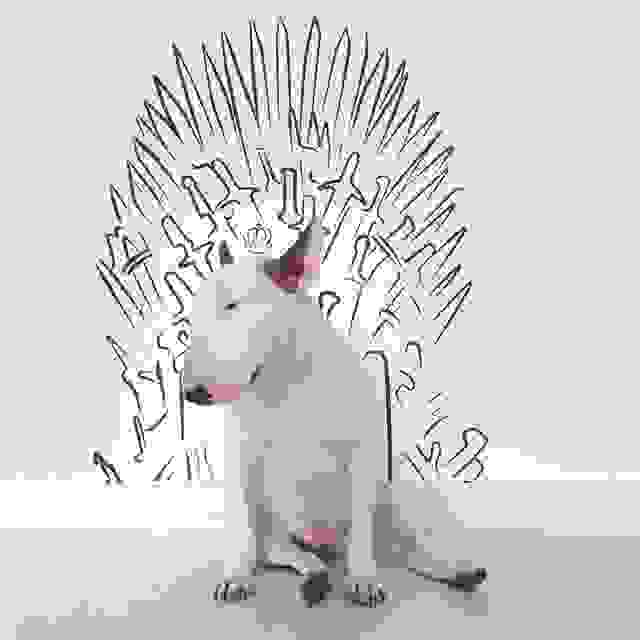 jimmy-choo-bull-terrier-illustrations-rafael-mantesso-11.jpg