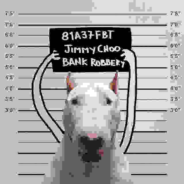 jimmy-choo-bull-terrier-illustrations-rafael-mantesso-4.jpg