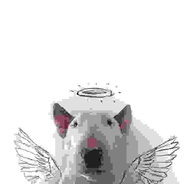 jimmy-choo-bull-terrier-illustrations-rafael-mantesso-7.jpg