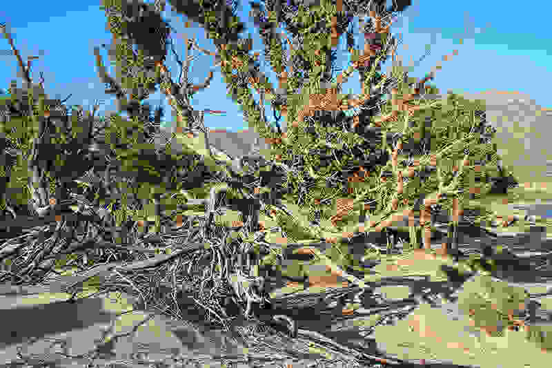 kedrodasos-cedar-tree.jpg