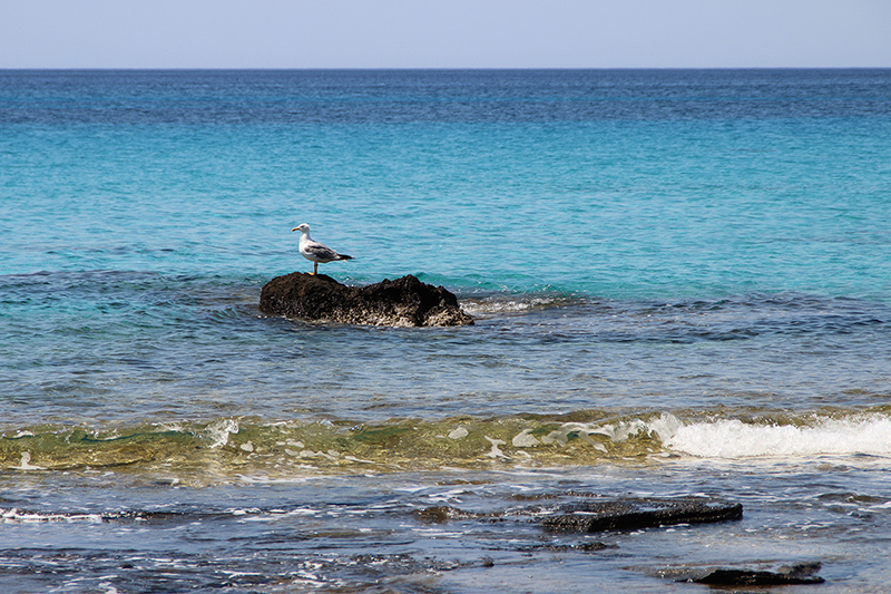 kedrodasos-seagull.JPG