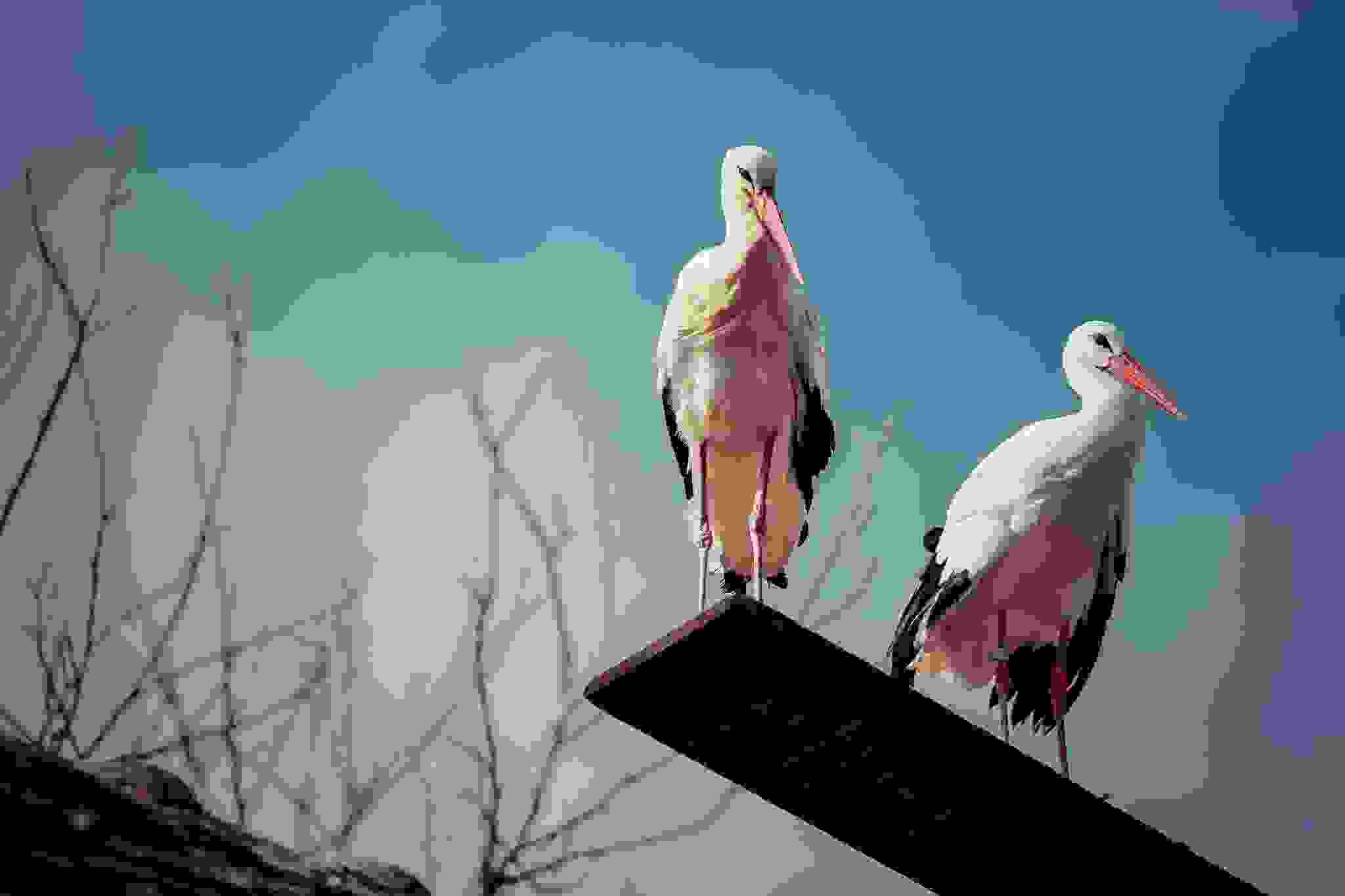 klepetan-malena-couple.jpg
