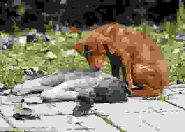 loyal-puppy2
