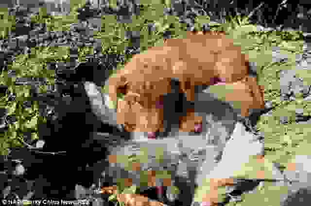 loyal-puppy3