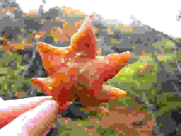 maple1.jpg