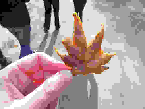 maple5.jpg