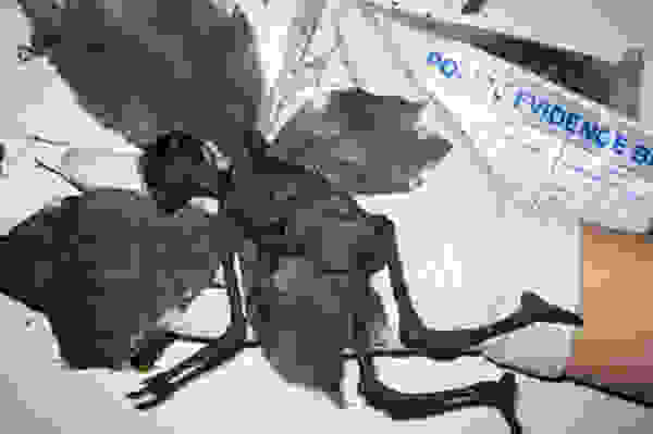 aprlprank2