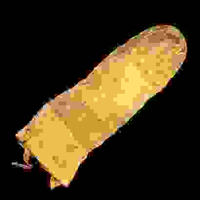 condom1
