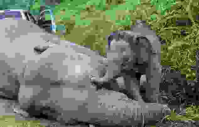 ele1