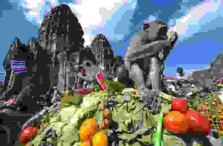 monkey-thailand01.jpg