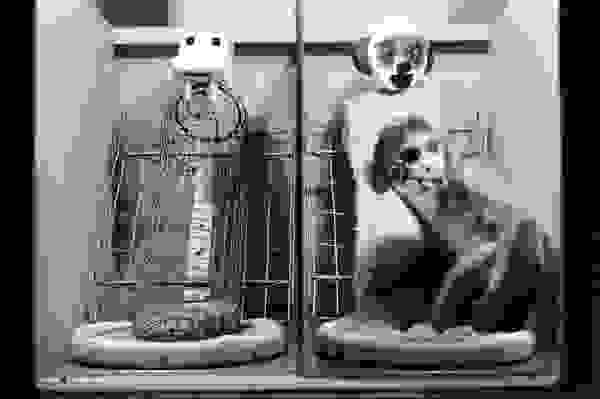 Harlow-Monkey