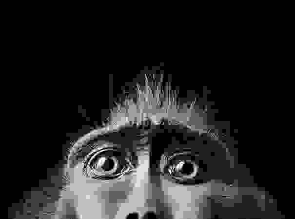 more-than-human-animal-photography-tim-flach-21.jpg