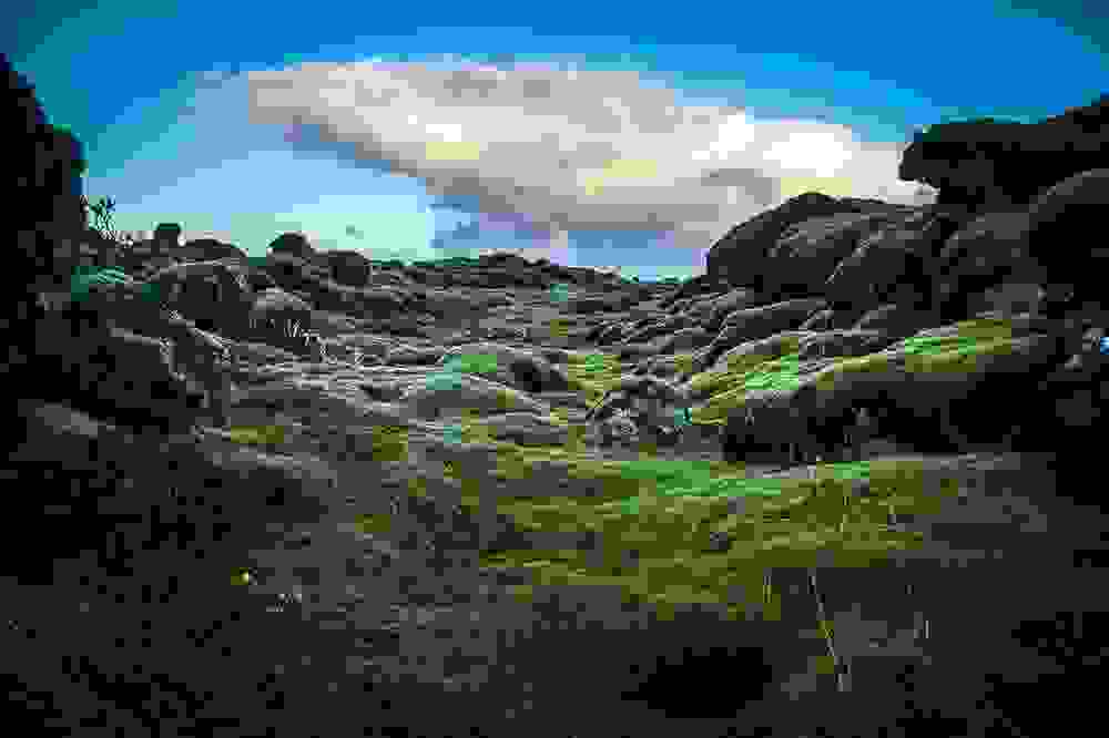 mossy10.jpg