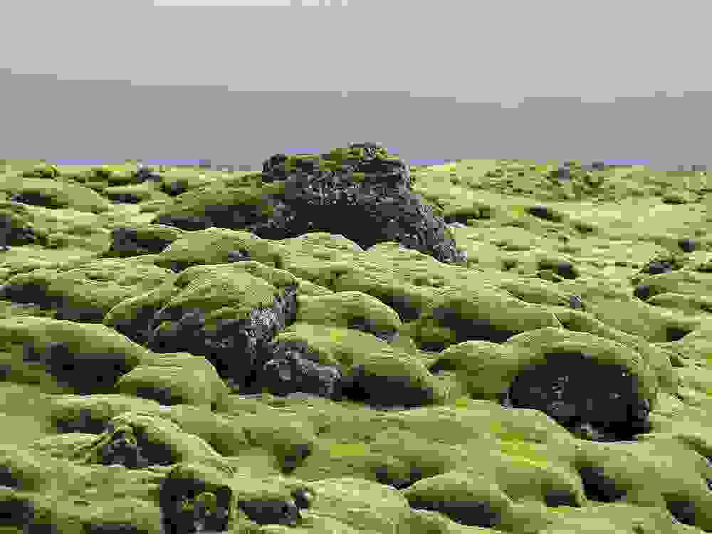 mossy3.jpg