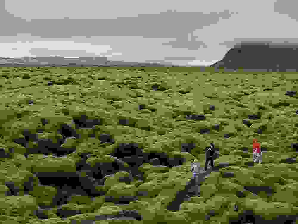 mossy4.jpg
