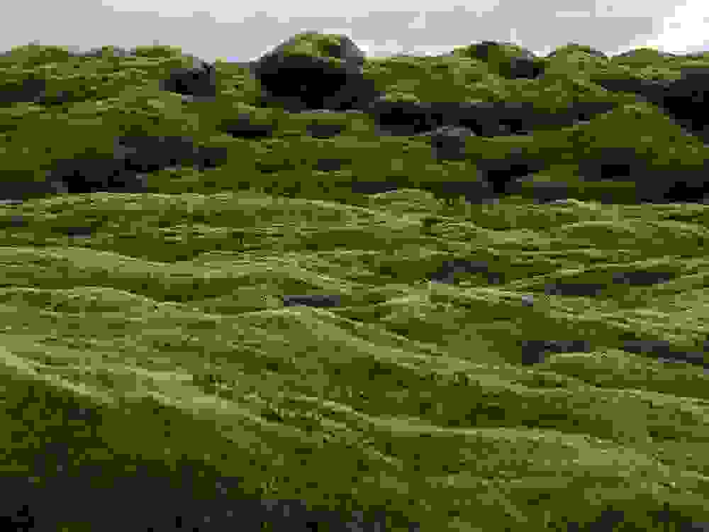 mossy5.jpg