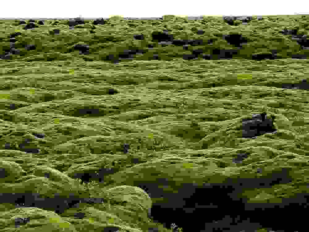 mossy6.jpg