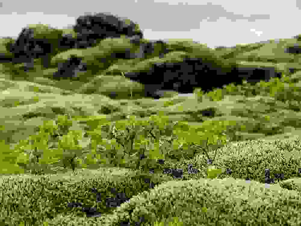mossy7.jpg