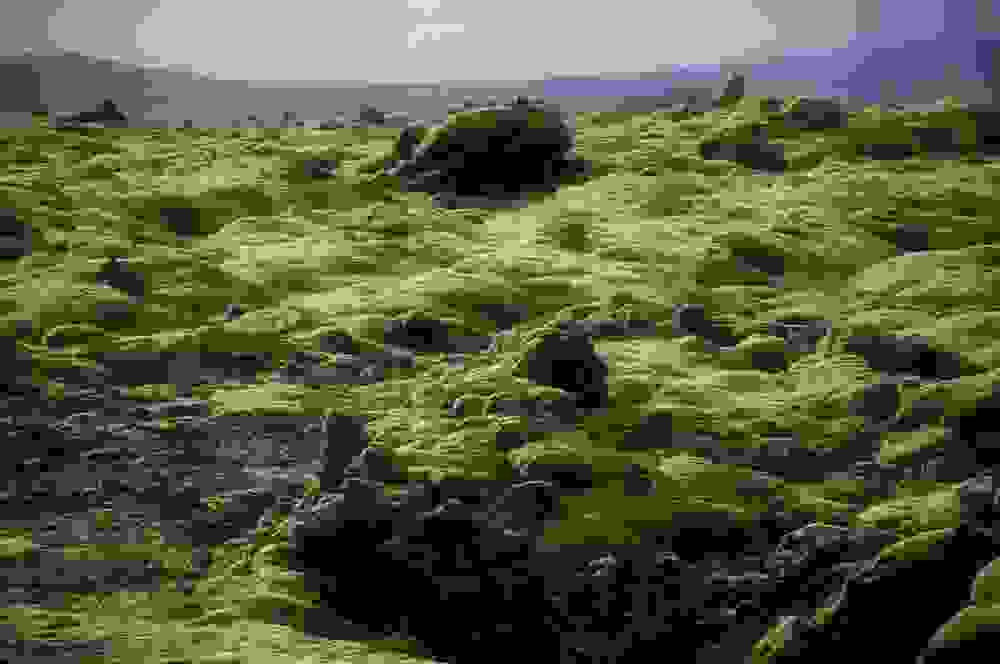mossy8.jpg
