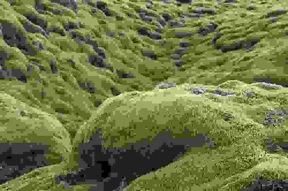 mossy9.jpg
