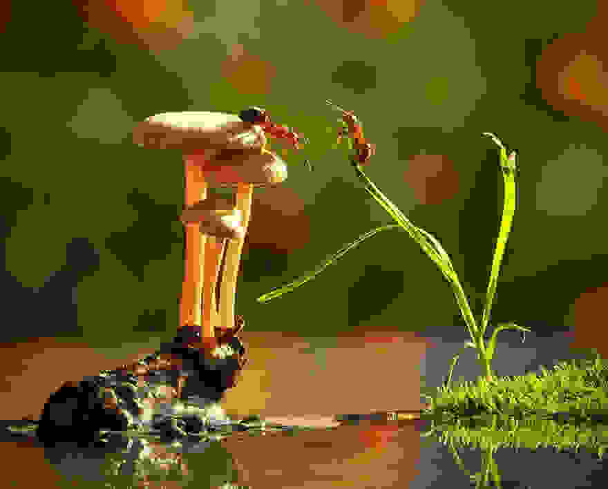 mushroom-photography-vyacheslav-mishchenko-10.jpg