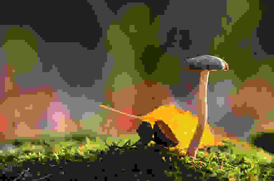 mushroom-photography-vyacheslav-mishchenko-17.jpg