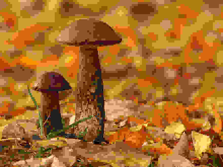 mushroom-photography-vyacheslav-mishchenko-30.jpg