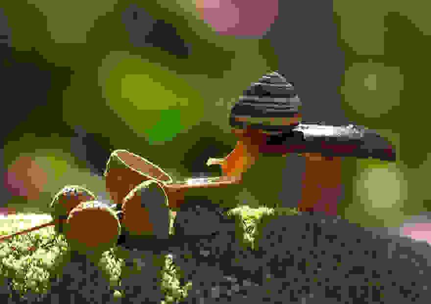 mushroom-photography-vyacheslav-mishchenko-7.jpg