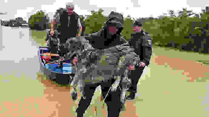 154433g-serbia-save-animals-flooding.si 