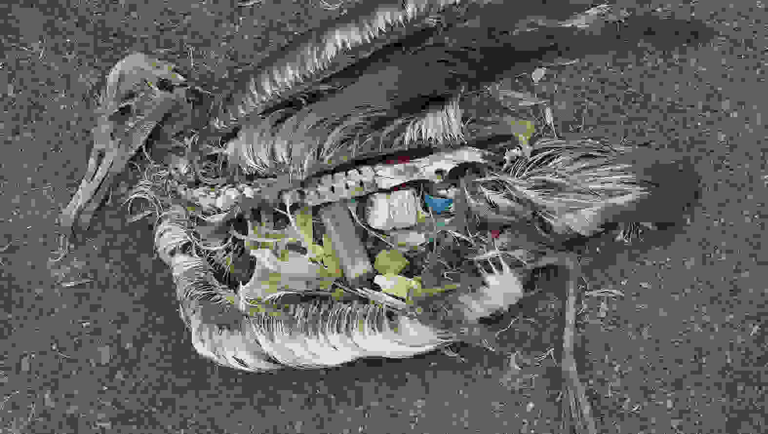 Albatross at Midway Atoll Refuge 8080507529