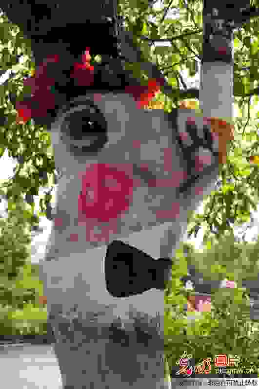 dentra62
