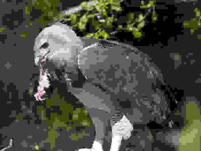 o-isxyroteros-aetos3.jpg