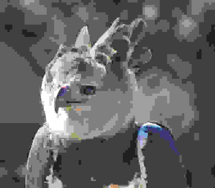 o-isxyroteros-aetos4.jpg