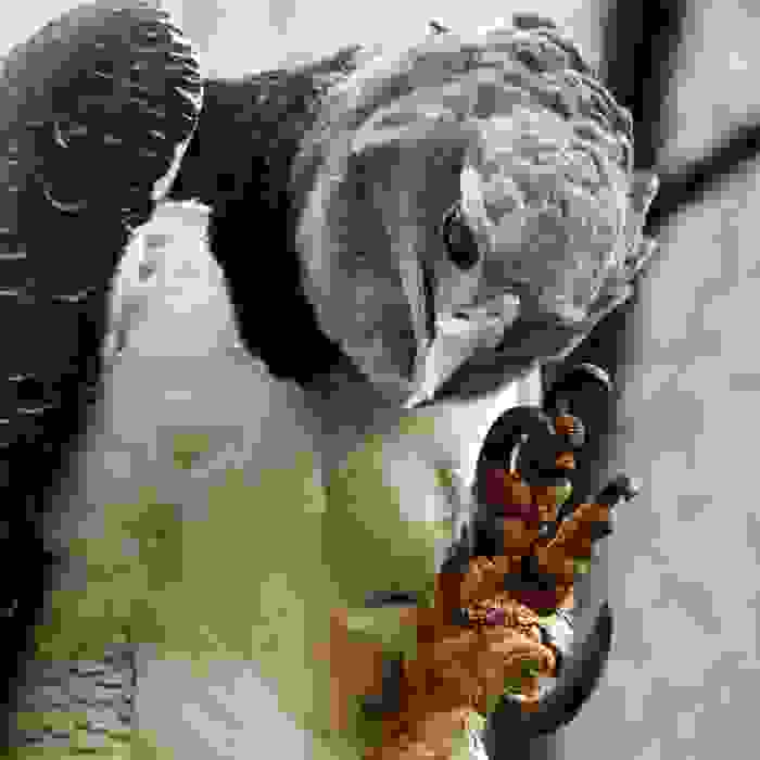 o-isxyroteros-aetos6.jpg
