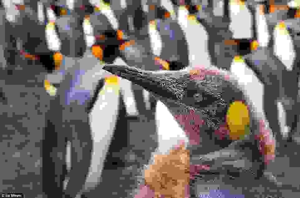 o-paradeisos-ton-pigkouinon2.jpg