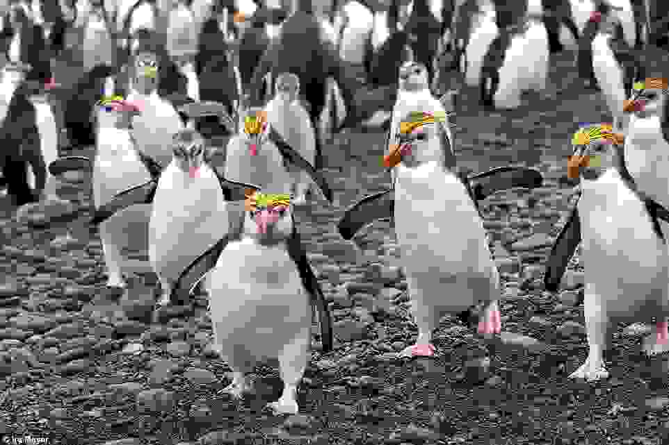 o-paradeisos-ton-pigkouinon9.jpg