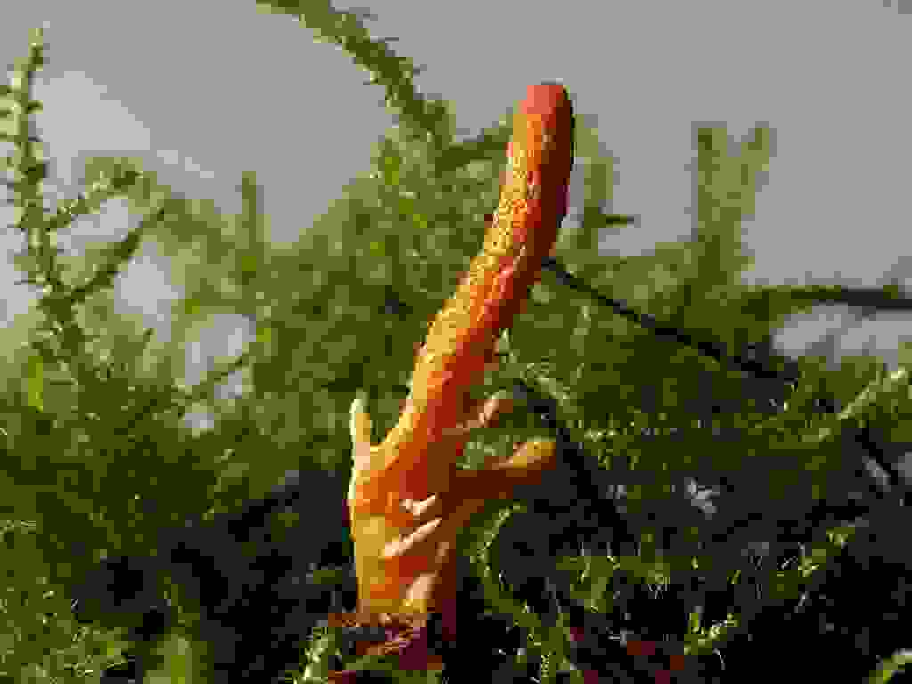 oi-kynigoi-ton-xrysoforon-manitarion-Puppenkernkeule.jpg