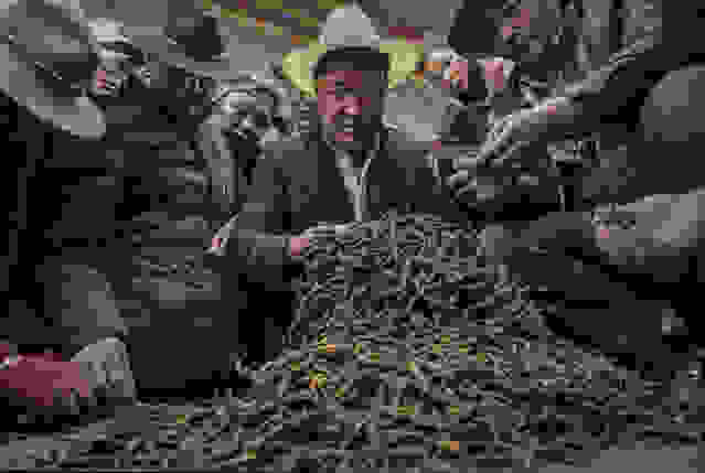 oi-kynigoi-ton-xrysoforon-manitarion07.jpg