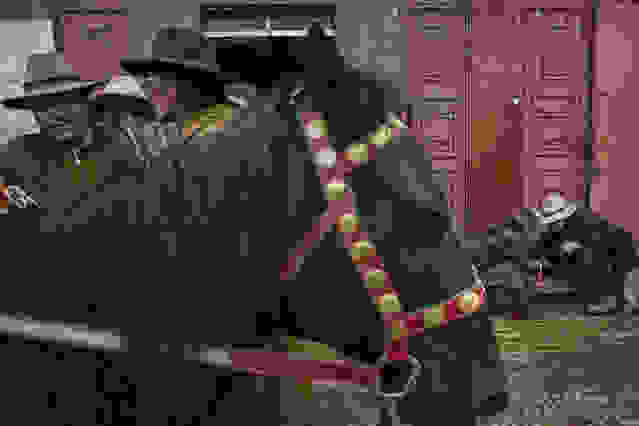 oi-kynigoi-ton-xrysoforon-manitarion444.jpg