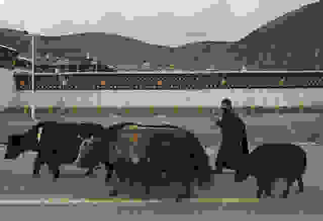 oi-kynigoi-ton-xrysoforon-manitarion655.jpg