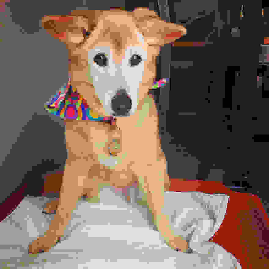old-dog-chubby-memorial-photoshoot-maria-sharp-suzanne-price-14.jpg