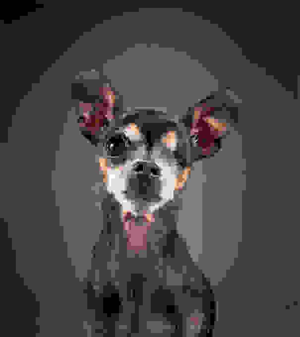 old-dog-portrait-photography-old-faithful-pete-thorne-1.jpg