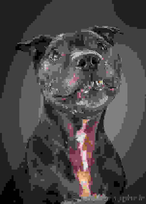 old-dog-portrait-photography-old-faithful-pete-thorne-11.jpg