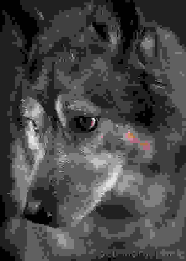 old-dog-portrait-photography-old-faithful-pete-thorne-14.jpg