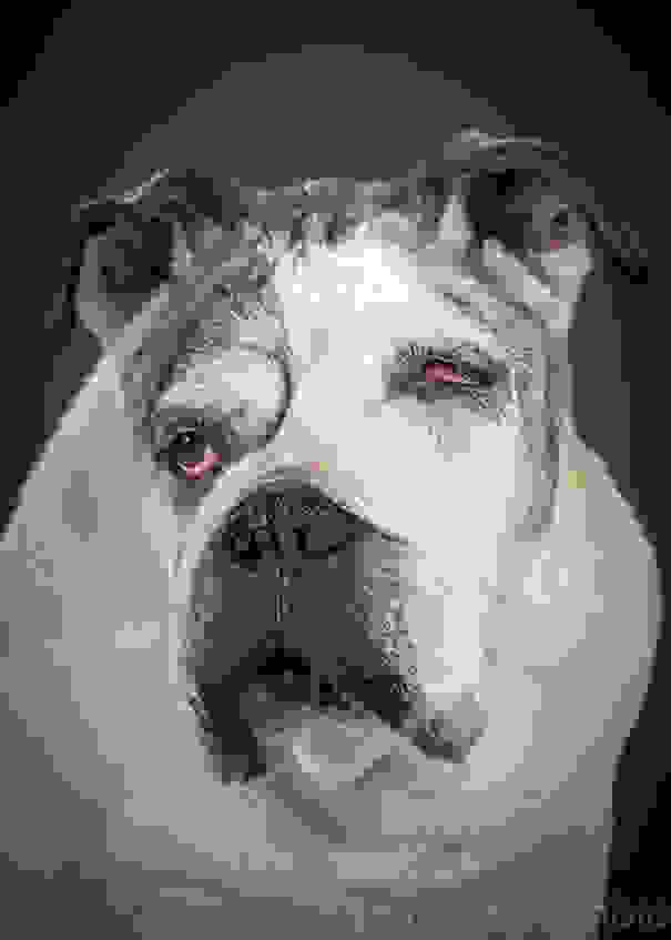 old-dog-portrait-photography-old-faithful-pete-thorne-2.jpg