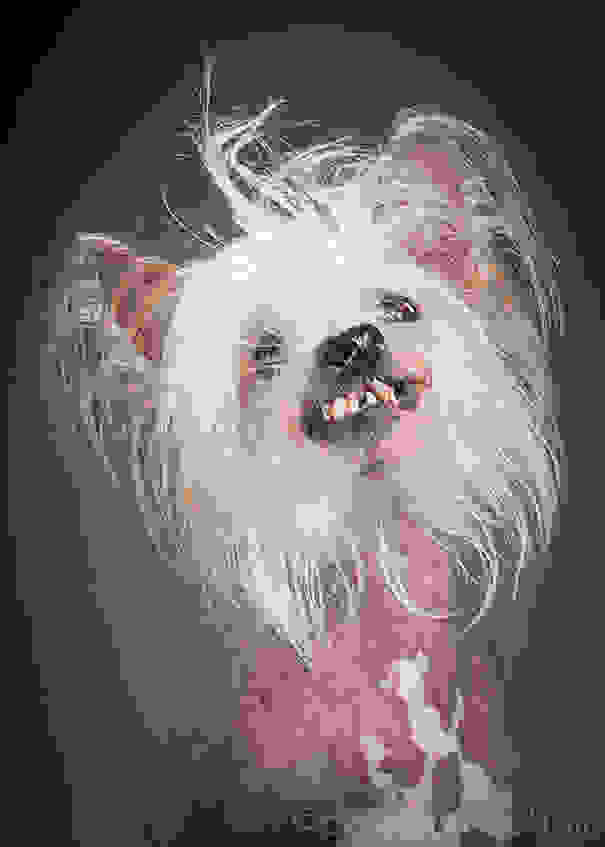 old-dog-portrait-photography-old-faithful-pete-thorne-3.jpg